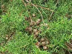 Untergattung Hesperocyparis: Mexikanische Zypresse (Cupressus lusitanica)