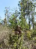 Untergattung Hesperocyparis: Cupressus goveniana subsp. pygmaea