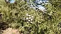 Untergattung Hesperocyparis: Cupressus revealiana
