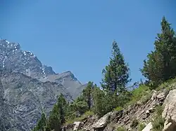 Untergattung Cupressus: Himalaya-Zypresse (Cupressus torulosa)