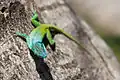 Allison’s Anole