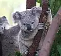 Vorbild für manche Teddybären ist der Koala[5]