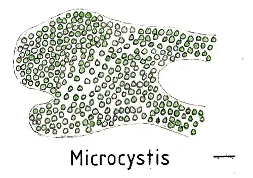 Kolonie von Microcystis. Balken ca. 10&nbsp;µm