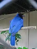 Azurblau-Rabe