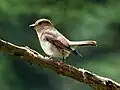 Weibchen