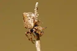 2016 Cyclosa conica