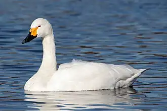 Zwergschwan