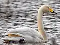 Singschwan mit gestrecktem Hals