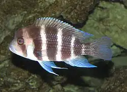 Tanganjika-Beulenkopf
