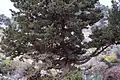 Untergattung Cupressus: Mittelmeer-Zypresse (Cupressus sempervirens) auf der Omalos-Hochebene in Kreta
