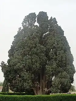 Langlebige Bäume in Iran