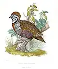 Montezumawachtel in Arcana naturæ, ou Recueil d’histoire naturelle