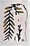 Braunalgen-Art Cystosphaera jacquinotii im Atlas zu Voyage au Pôle Sud