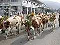 Alpabzug Plaffeien