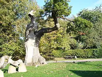 1000-jährige Eiche