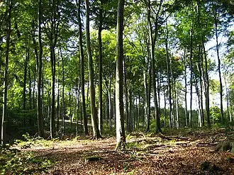 Buchenwald in der Dübener Heide
