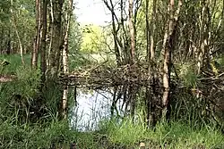 Moor nach Mairegen