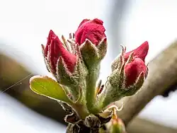 Knospen