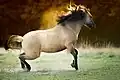 Braunfalbe