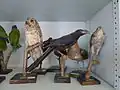 Historische Naturaliensammlung, Ornithologische Abteilung