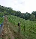 Weinberg Wachwitz mit der Himmelsleiter