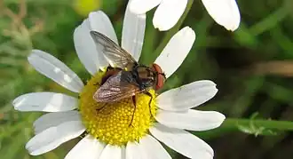 2014 Goldschildfliege