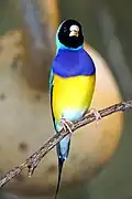 Gouldamadine (Chloebia gouldiae)
