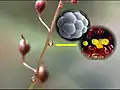 Nichtdrüsige Emergenzen von Drosera hartmeyerorum an den Brakteen