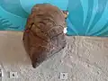 Dachziegelmuschel Parainoceramus pernoides, syn. Kolymia