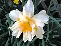 Gefüllte Narzisse (Narcissus)