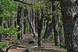 Felsenland Sagenweg auf dem Jungfernsprung