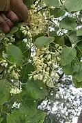 Blüten von Dalbergia latifolia