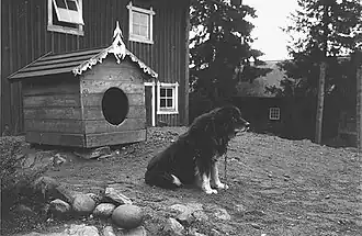 Dalbohund, um 1900