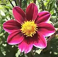 Einfache Dahlie (Sorte 'Topmix Purple')
