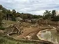 Giraffen in Giants of Savanna