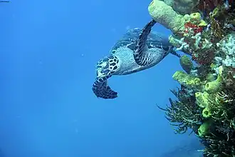Echte Karettschildkröte