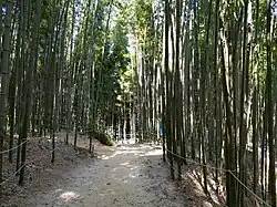 Pfad im Wald