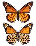 ♂