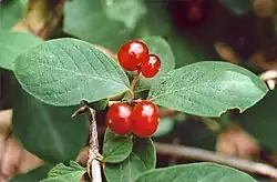 Doppelbeere von Lonicera xylosteum