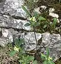 Alpen-Seidelbast