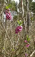 Seidelbast (Daphne mezereum)