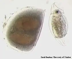Ephippium (links) und soeben aus ihrem Ephippium geschlüpfte Larve