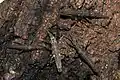 Dares murudensis, Nymphen