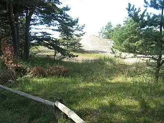 Dünenwald