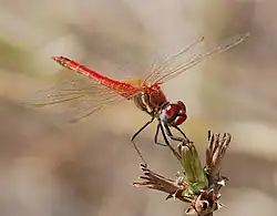 Frühe Heidelibelle ♂