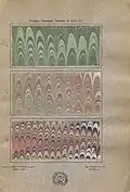 Das Marmorieren des Buchbinders auf Schleim-grund und mit Kleisterverfahren 1906 (133897311)