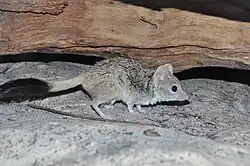 Doppelkamm-Beutelmaus
