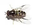 Dasysyrphus albostriatus ♂