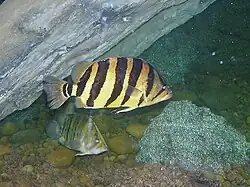 Datnioides polota