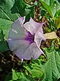 Blüte
